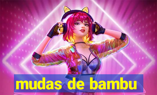 mudas de bambu