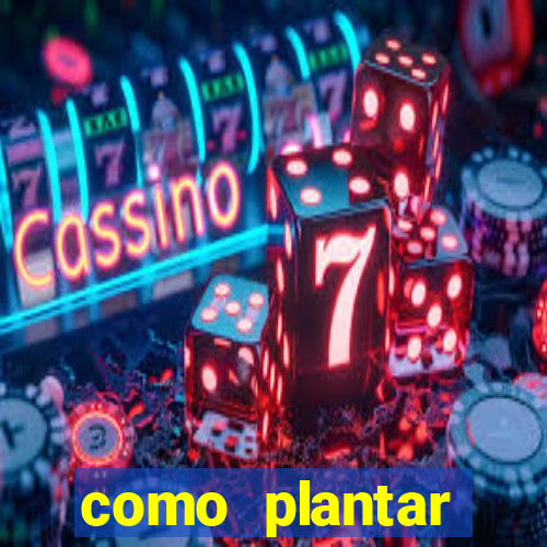 como plantar gergelim no vaso