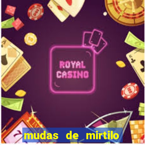 mudas de mirtilo em porto alegre