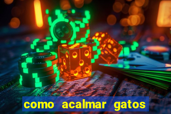 como acalmar gatos agitados a noite