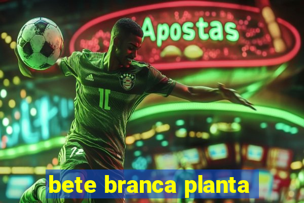 bete branca planta