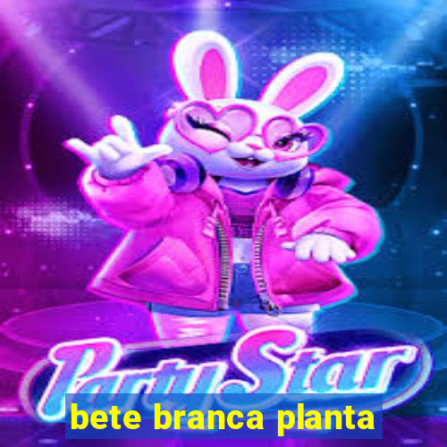 bete branca planta