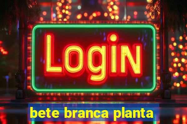 bete branca planta