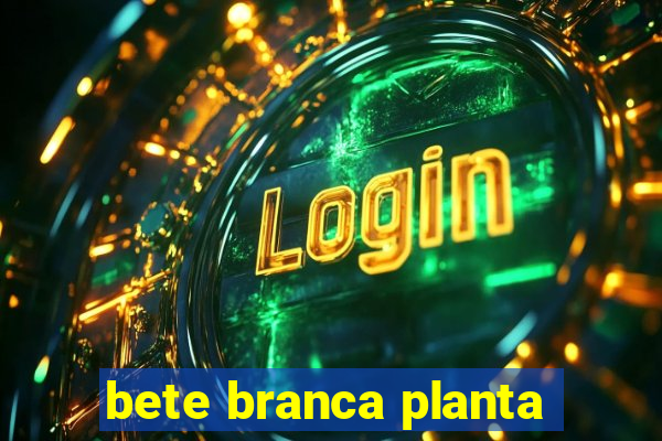 bete branca planta