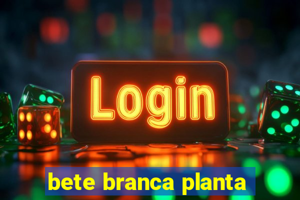 bete branca planta