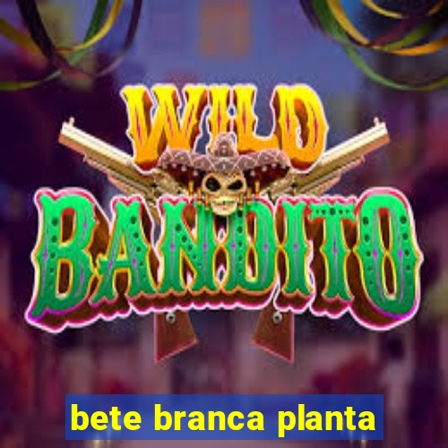 bete branca planta