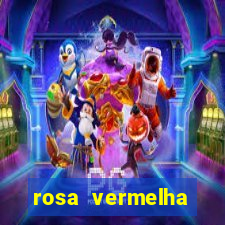 rosa vermelha (letra e cifra)