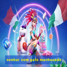 sonhar com gato machucado