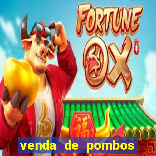 venda de pombos correios olx