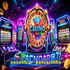 encontrar passarinho morto significado