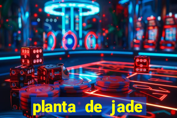 planta de jade significado espiritual