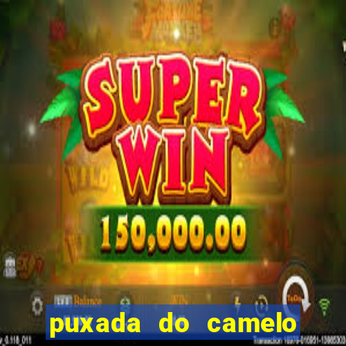 puxada do camelo jogo do bicho