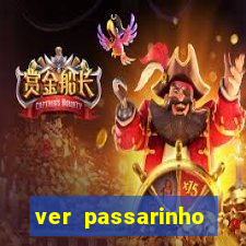 ver passarinho morto significado espiritual